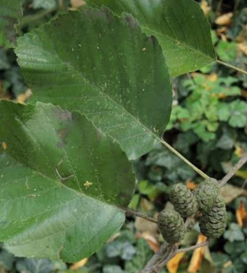 Caucasian alder 3