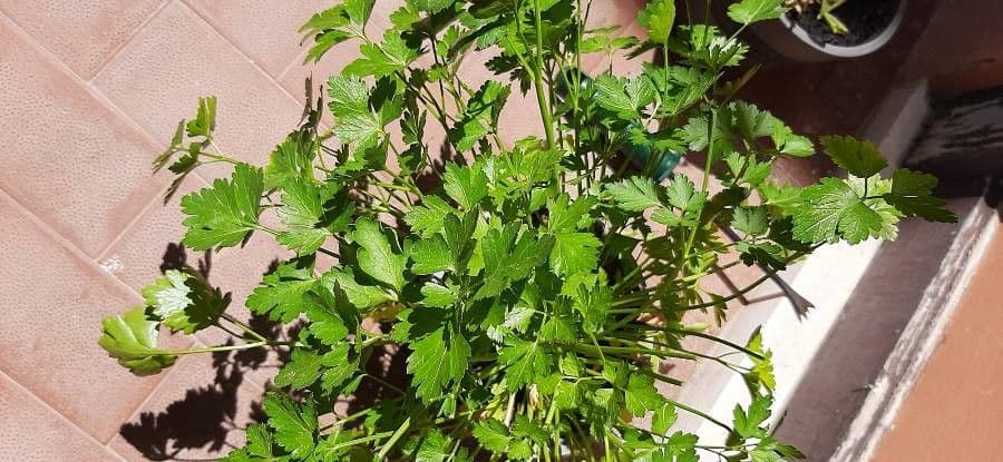 Garden parsley 7