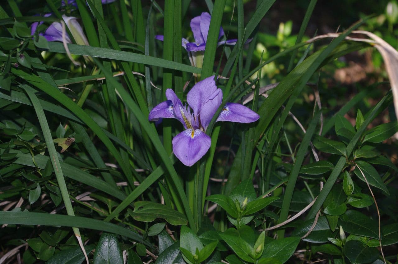Algerian iris 9