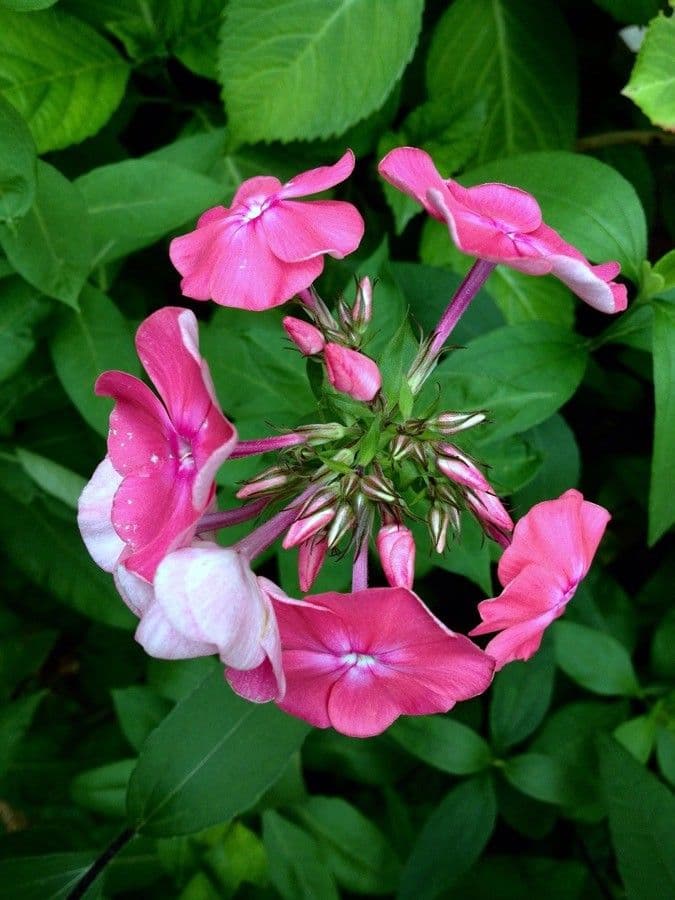 Garden phlox 8