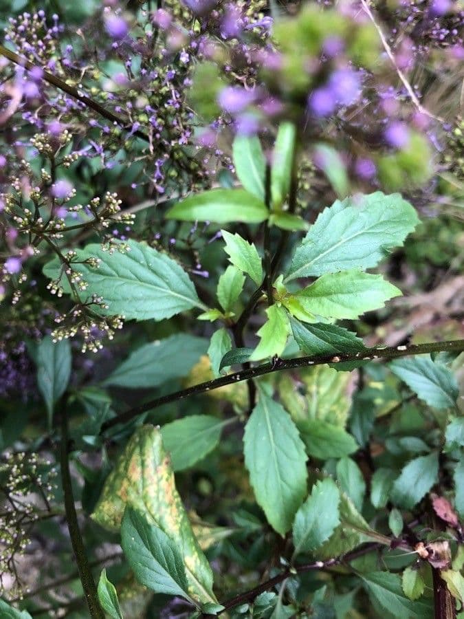 Argentine vervain 16