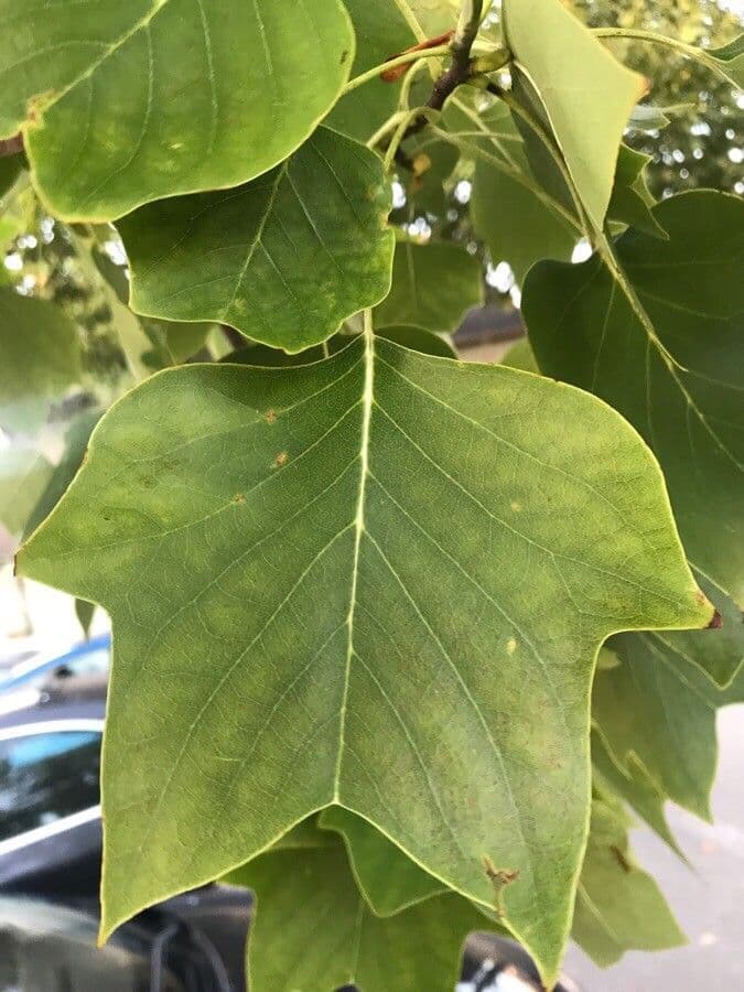 Tulip-poplar 18