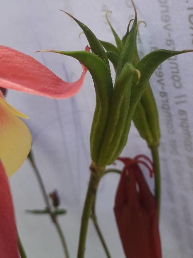 European columbine 5