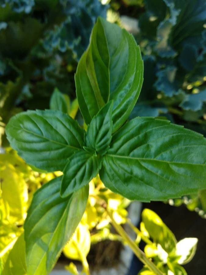 Basil 20