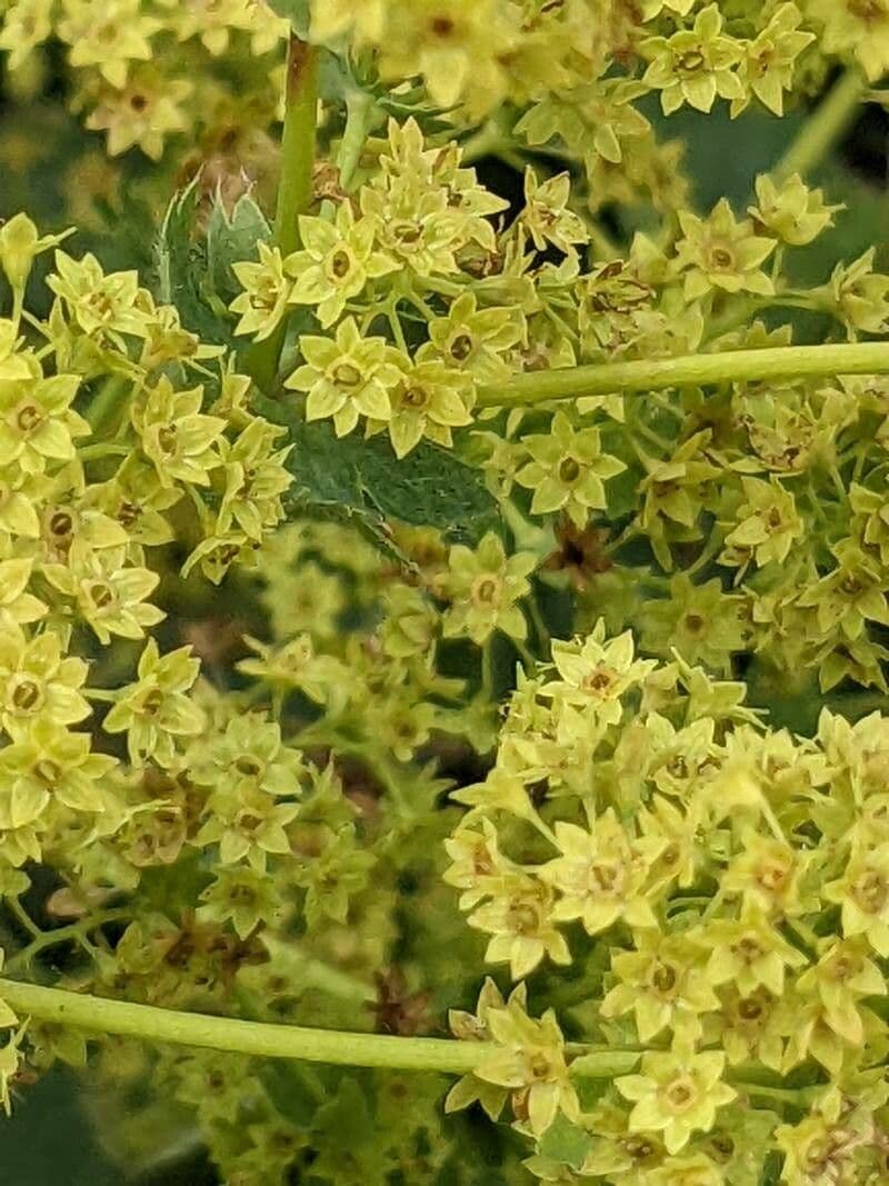 Garden lady's-mantle