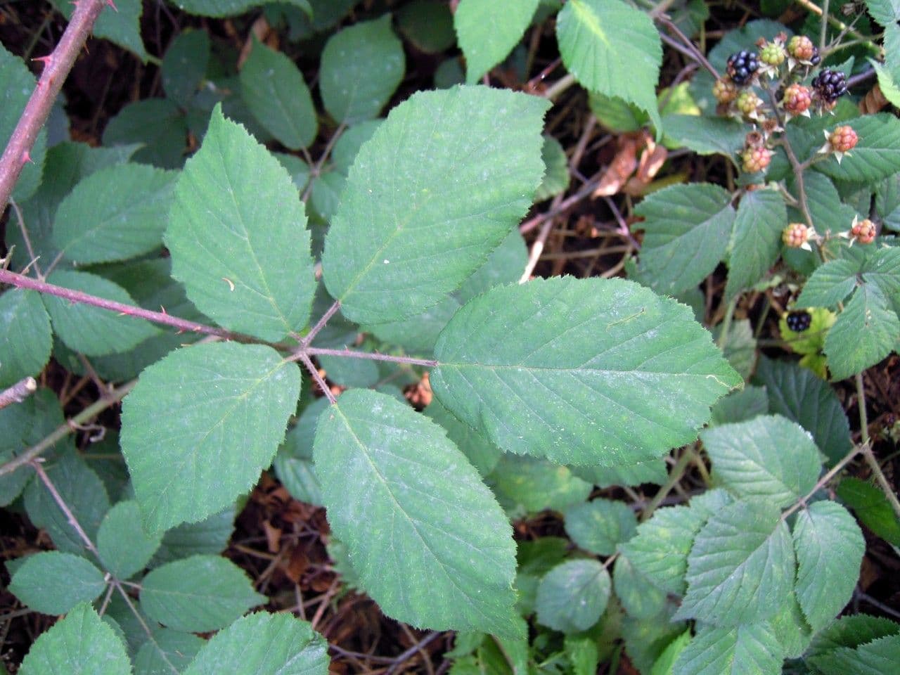 Rubus 4