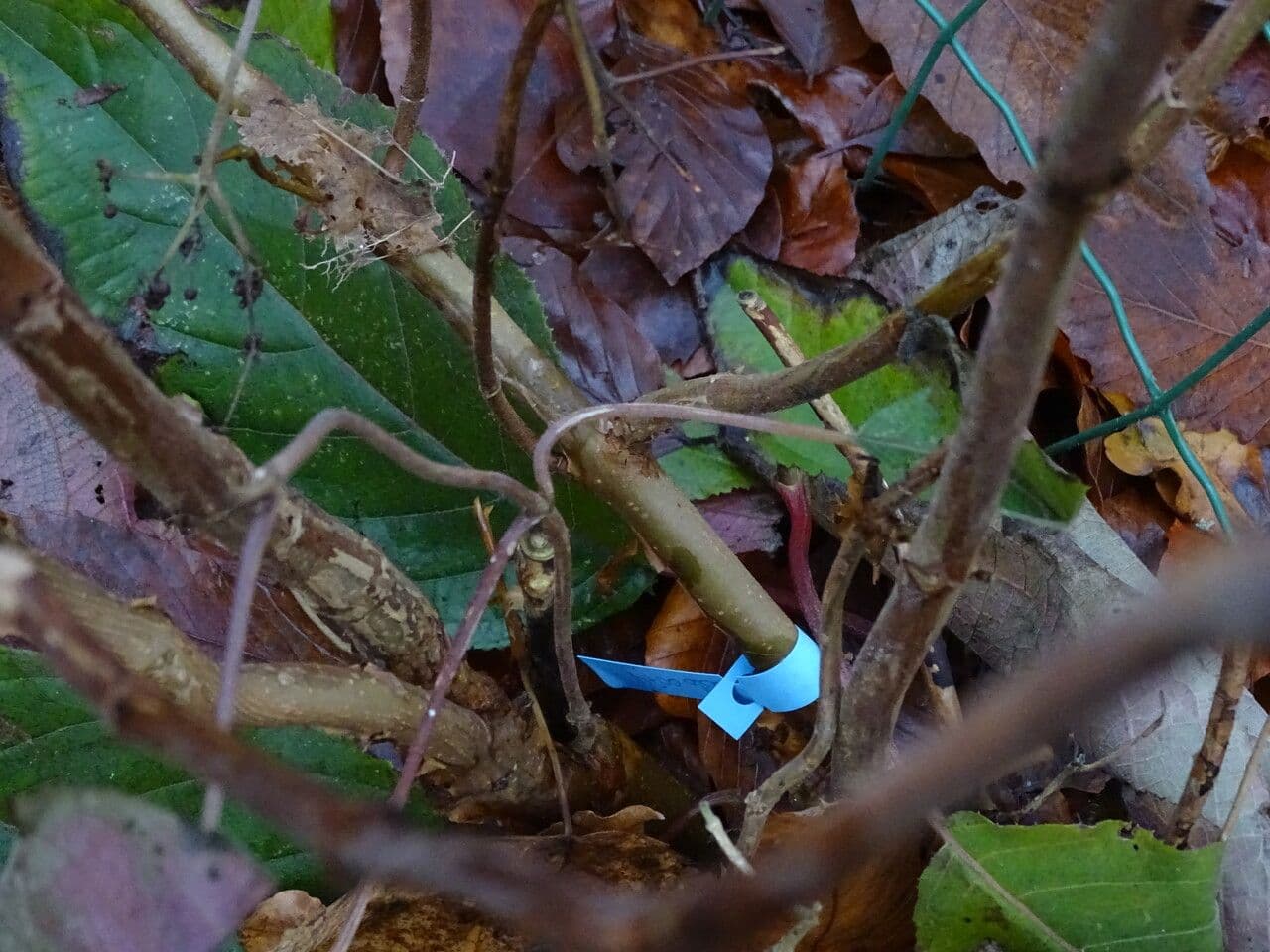Rough-leaf hydrangea 13