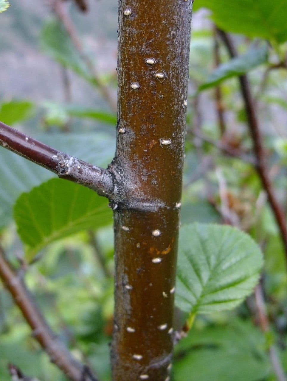 Green alder 23