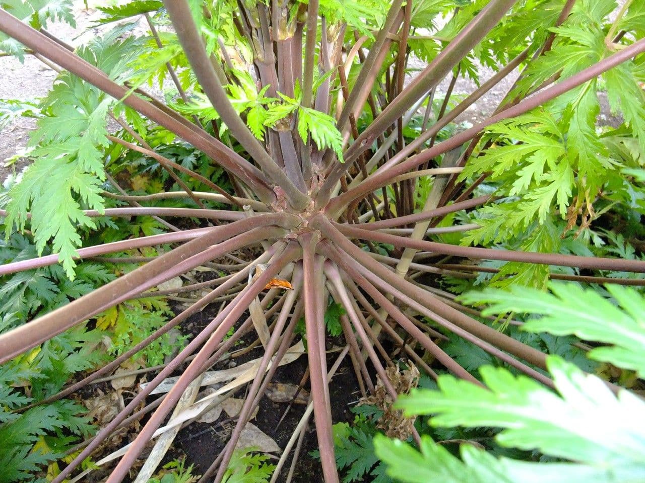 Giant herb-robert 21