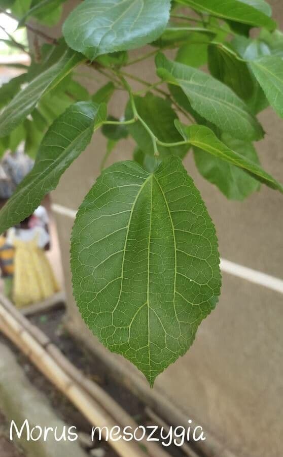 African mulberry