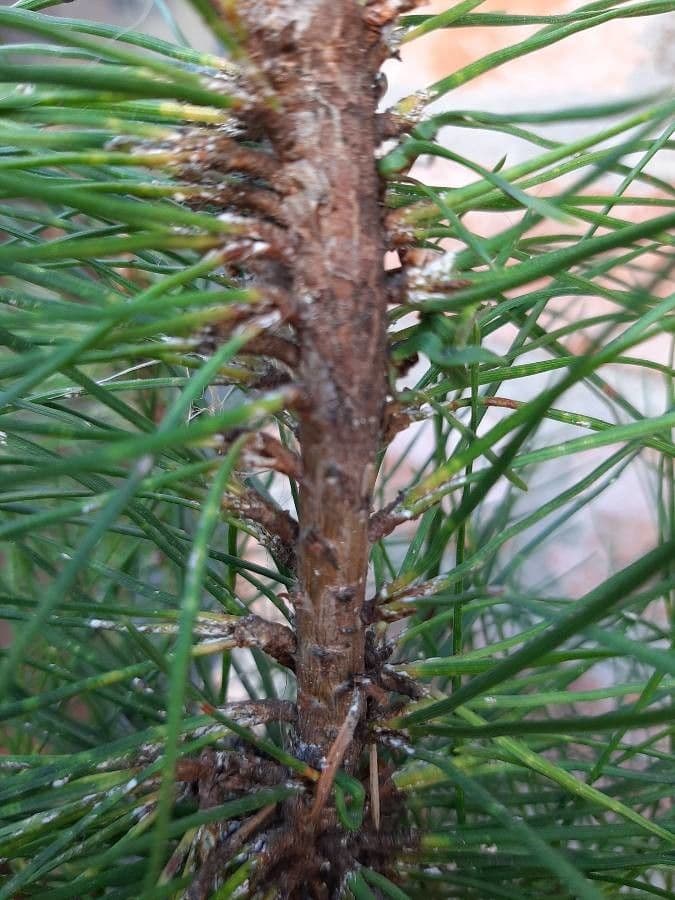 Australian pine 25