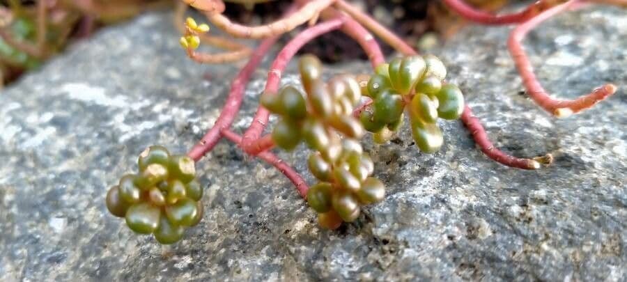 Pacific stonecrop 9