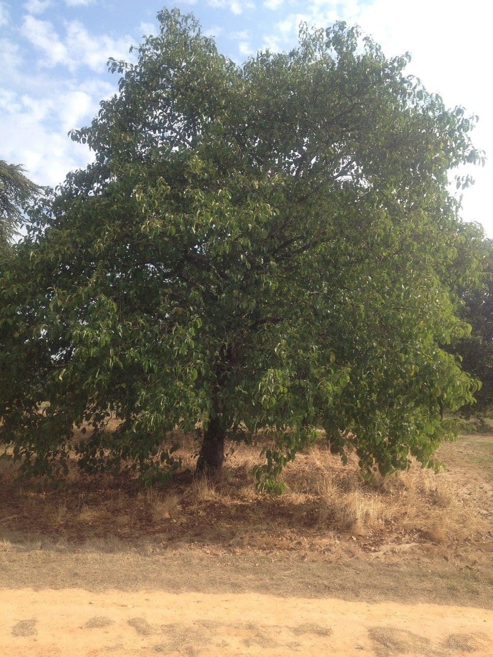 Caucasian alder 11