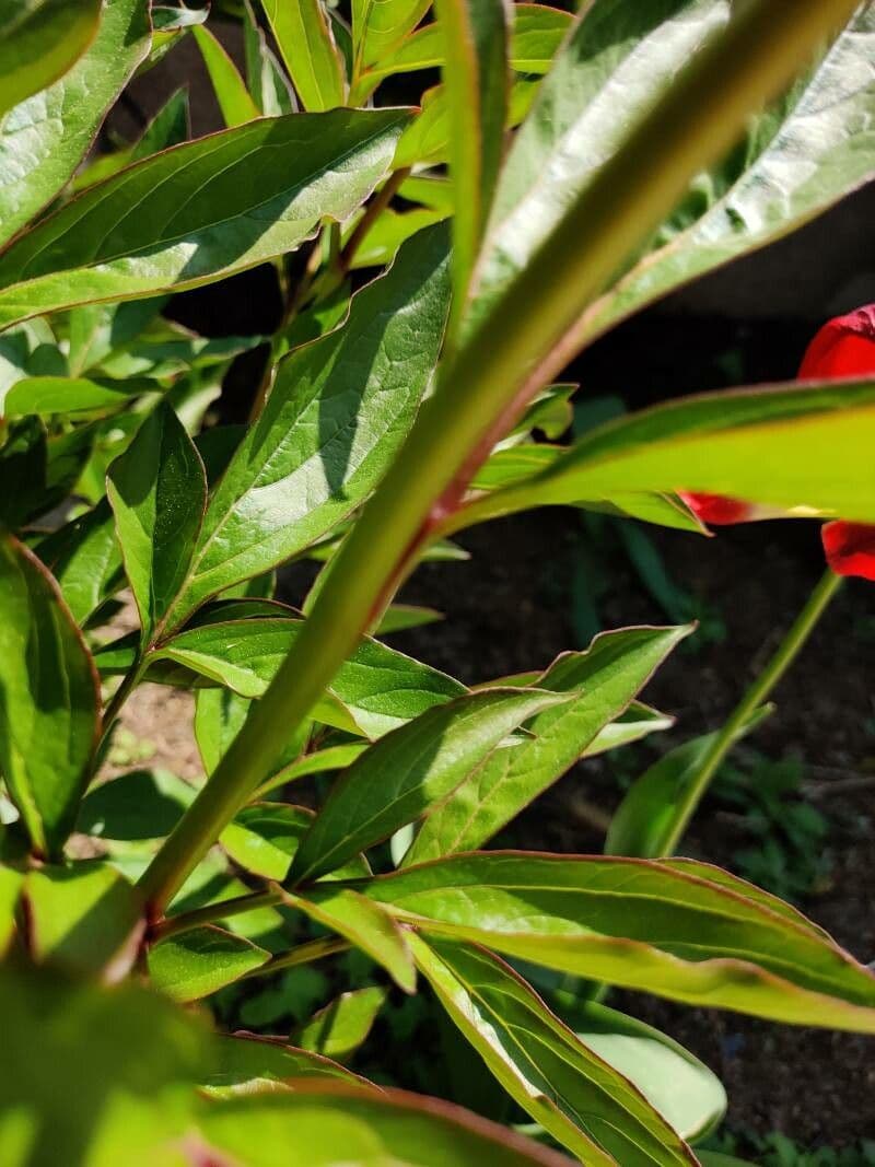 Common garden peony 21