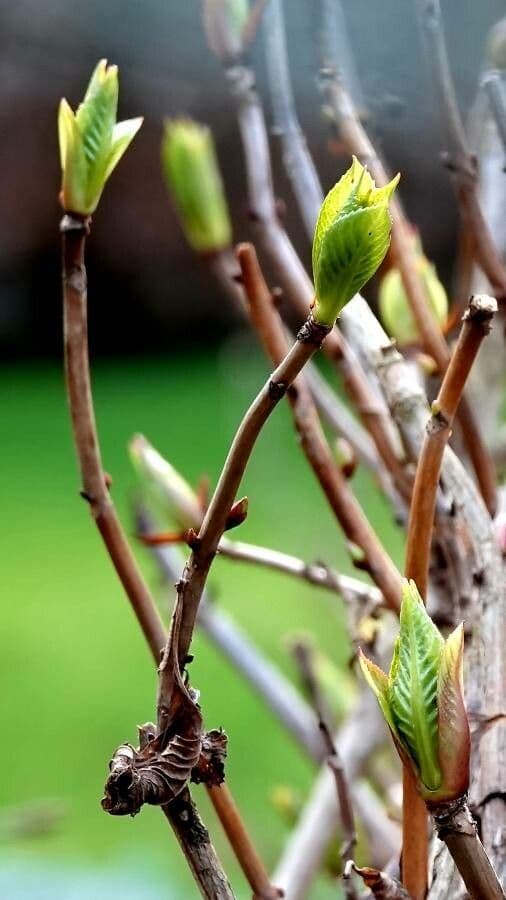 Red-osier dogwood 22