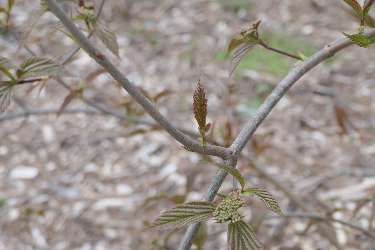Tea-leaf viburnum 12
