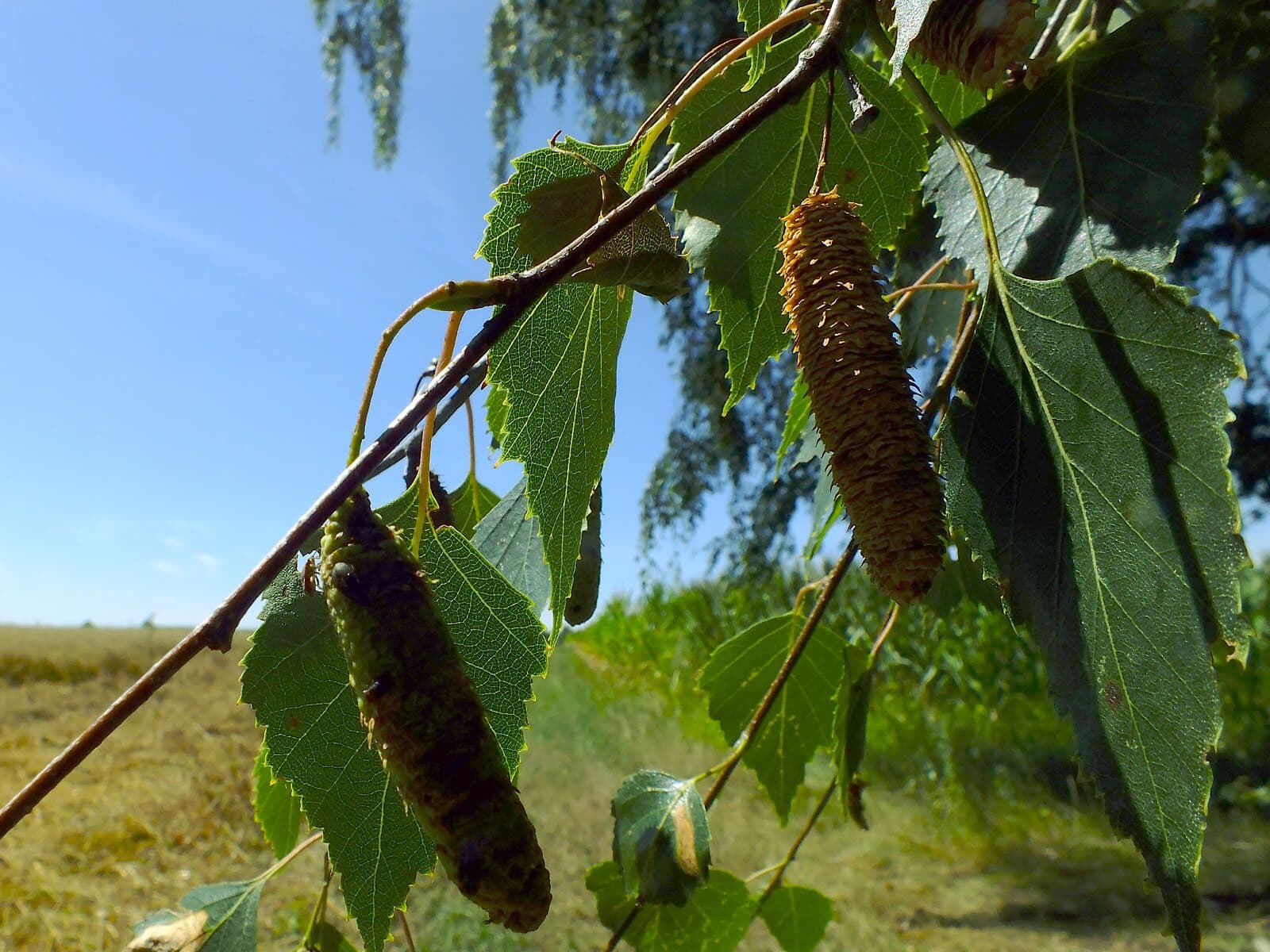 European white birch 3