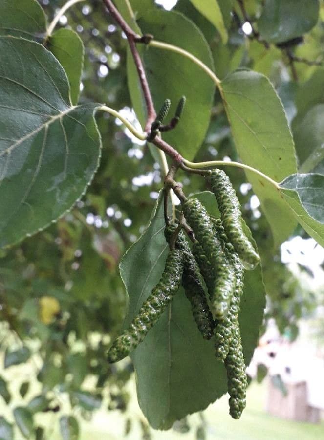 Italian alder