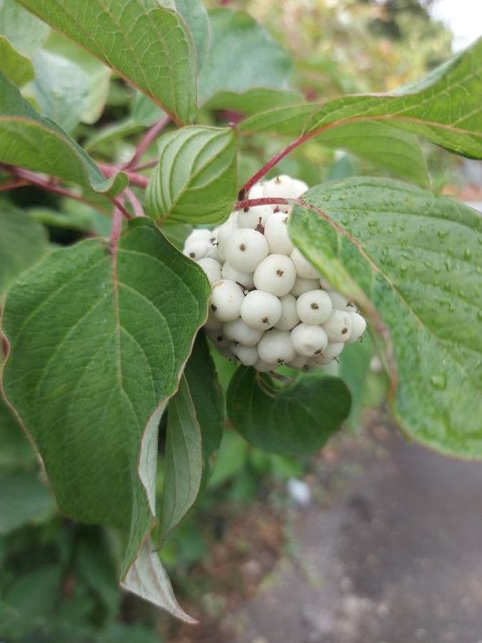 Red-osier dogwood 2