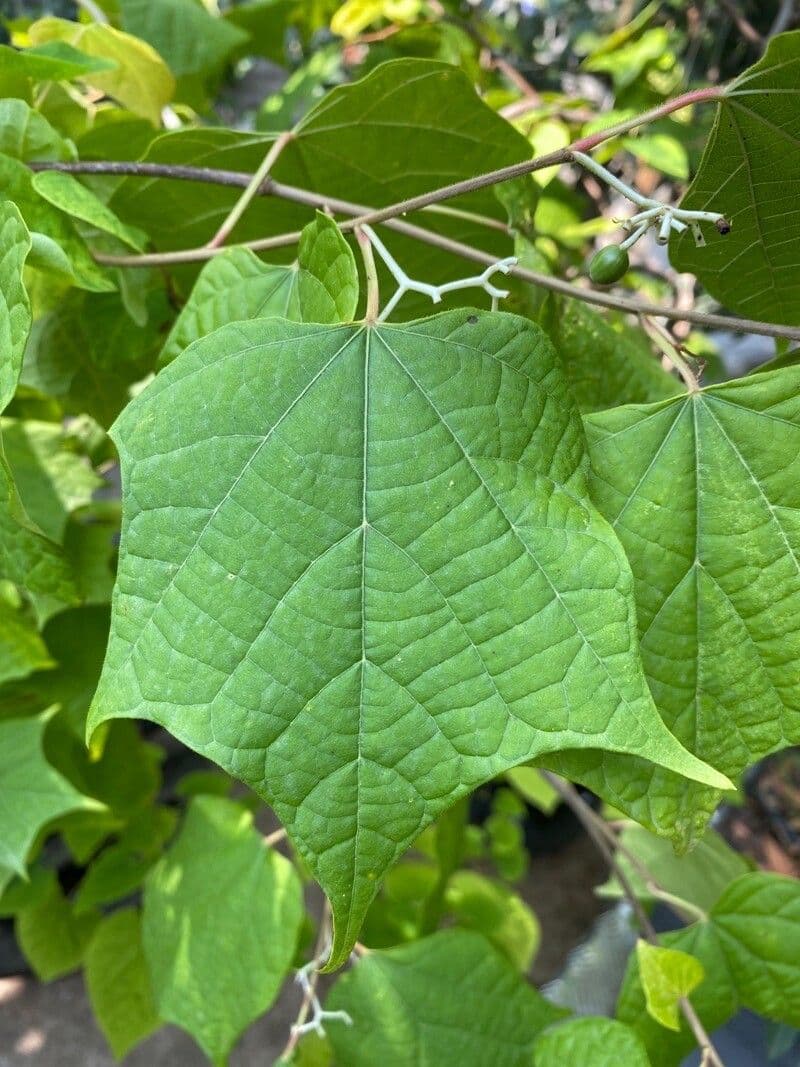 Alangium 15