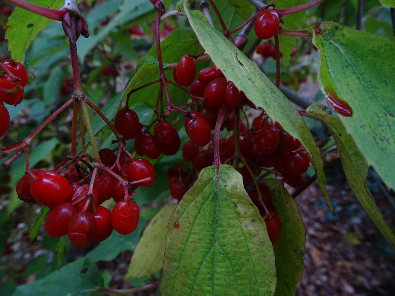 Tea-leaf viburnum