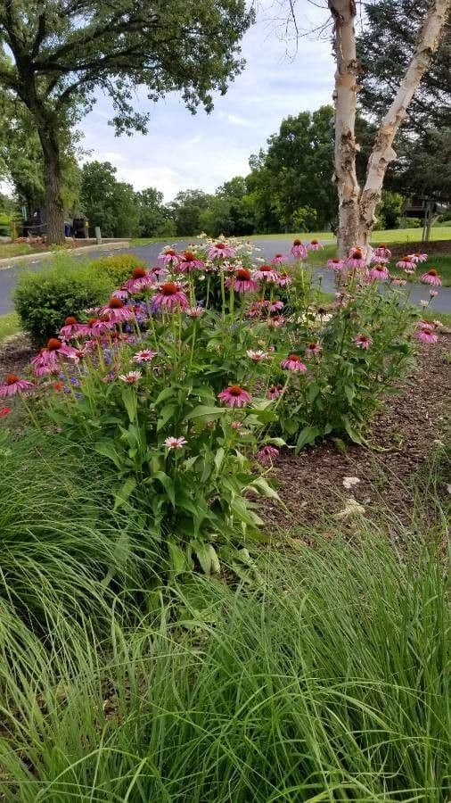 Eastern purple-coneflower 26