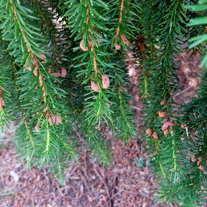 Serbian spruce 6