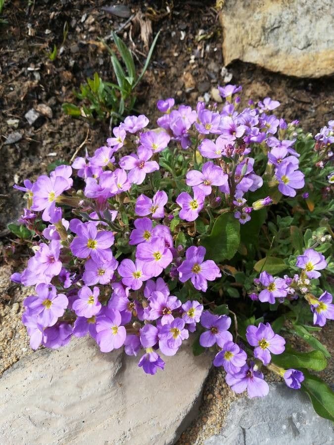Aubretia 4
