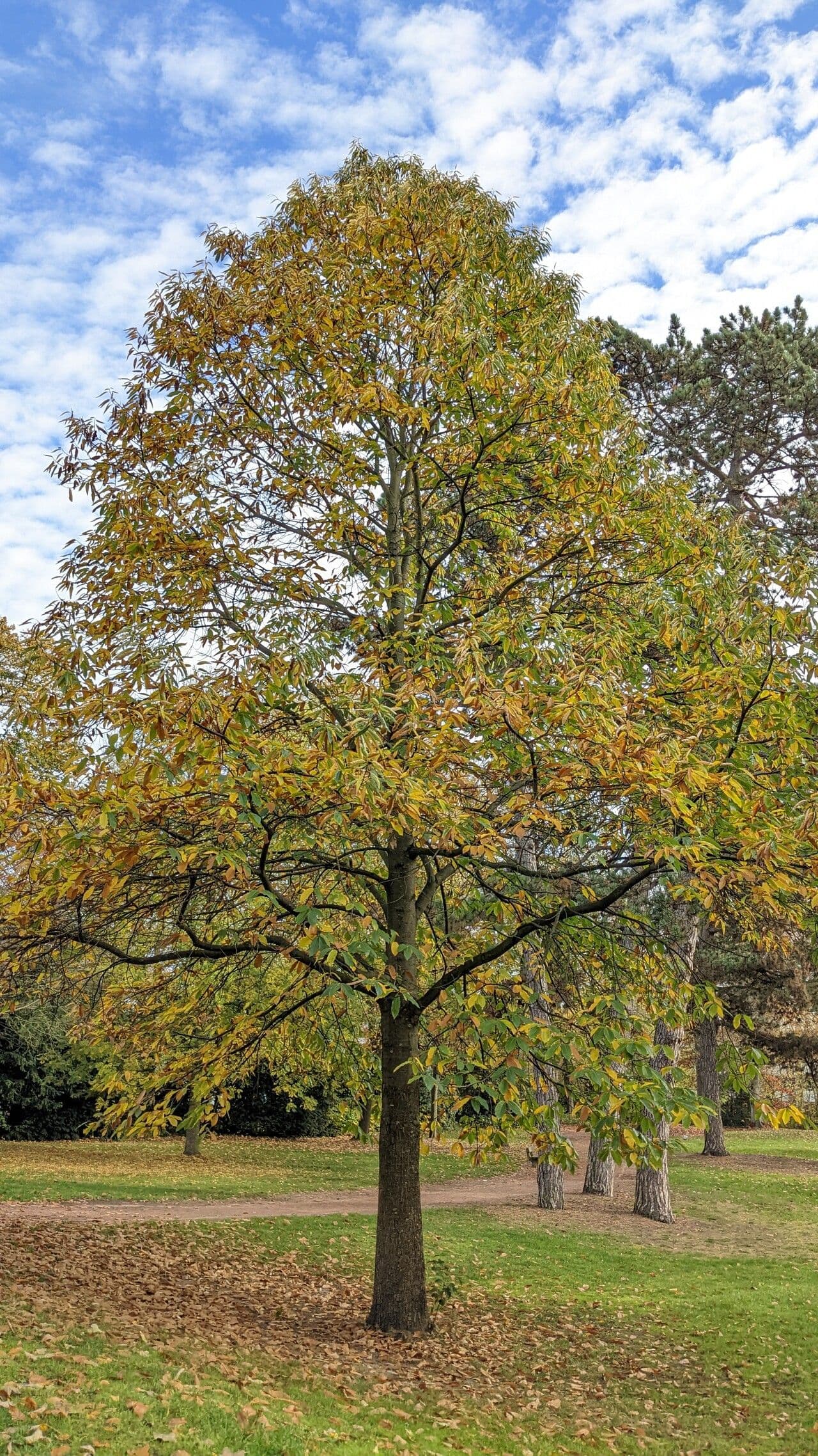 Japanese chestnut 13