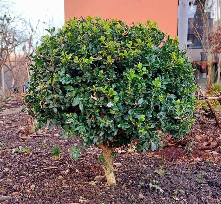 Caucasian boxwood 12