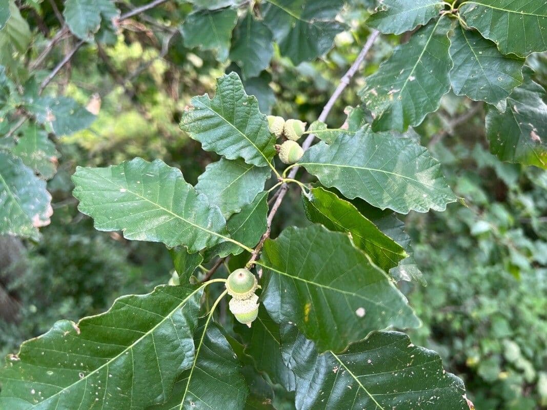 Swamp white oak 3
