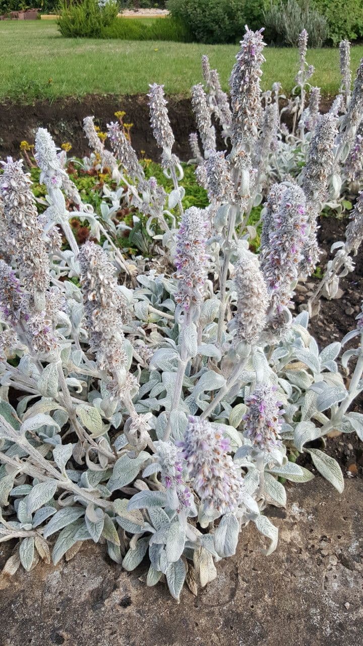 Lamb's-ear 11