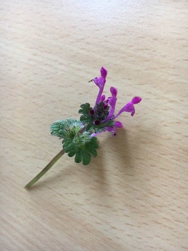 Henbit 18
