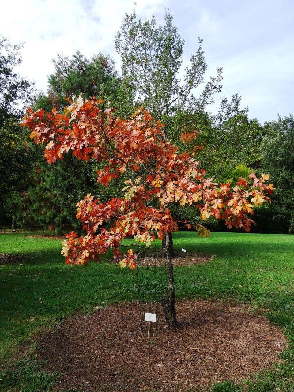 Post oak 4