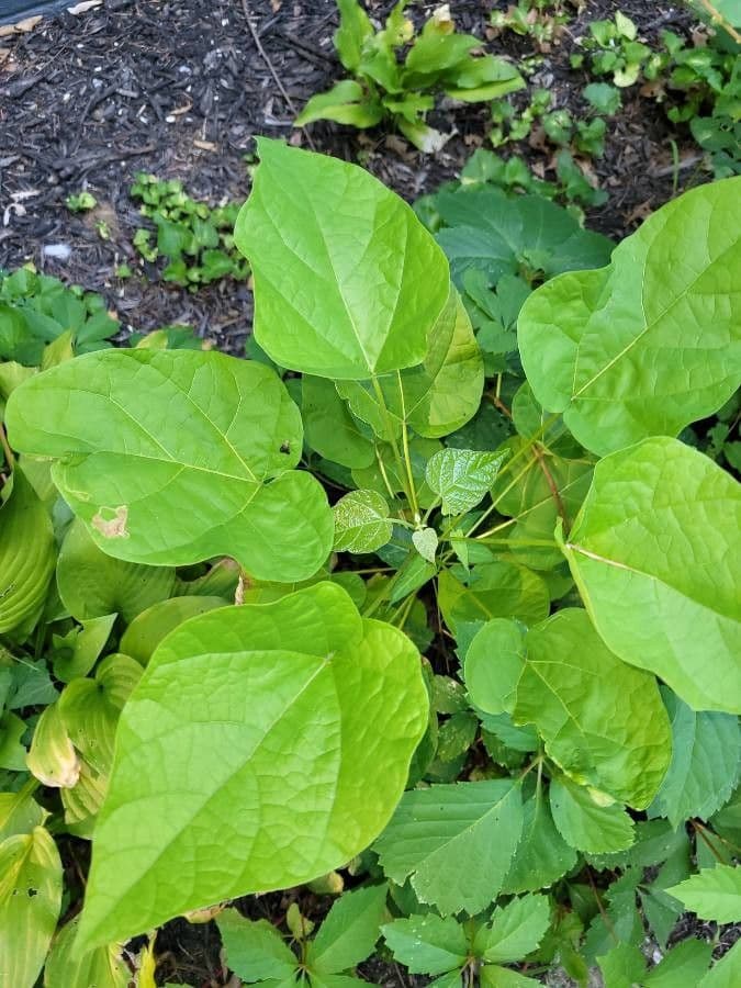 Northern catalpa 15