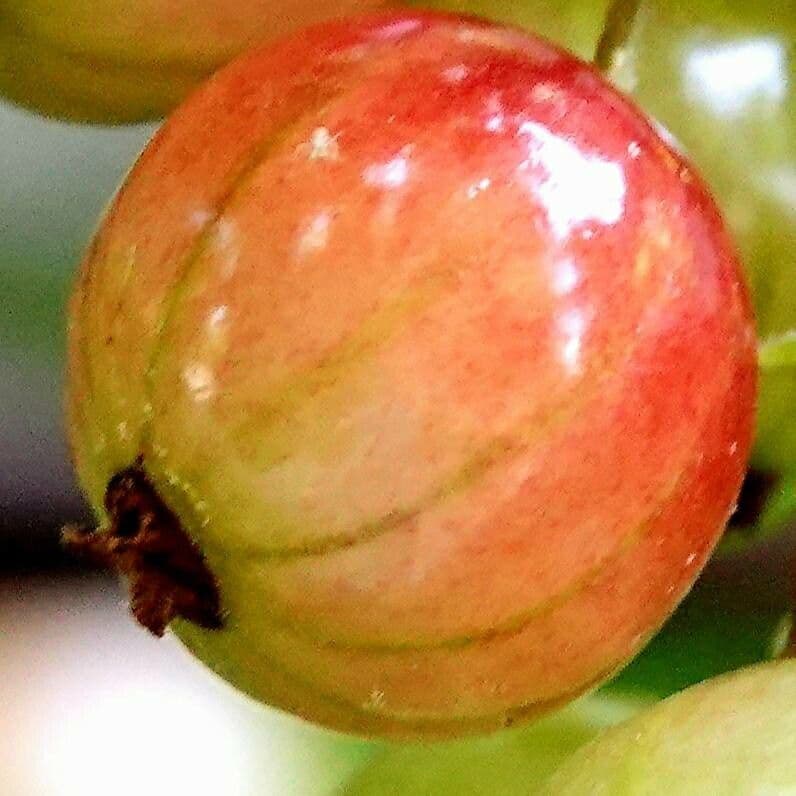 Garden currant 30