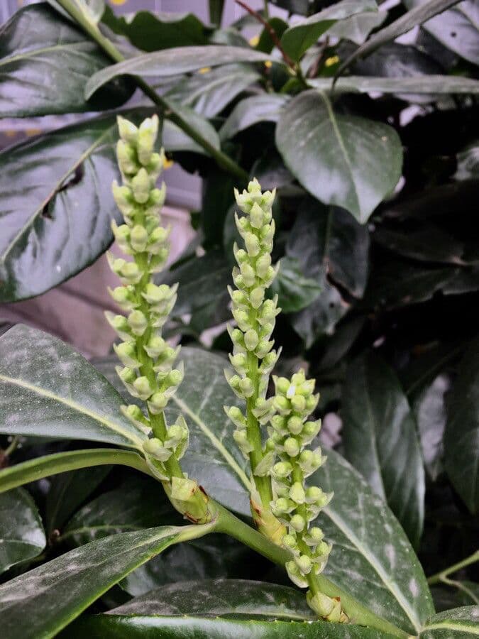 Cherry-laurel 27