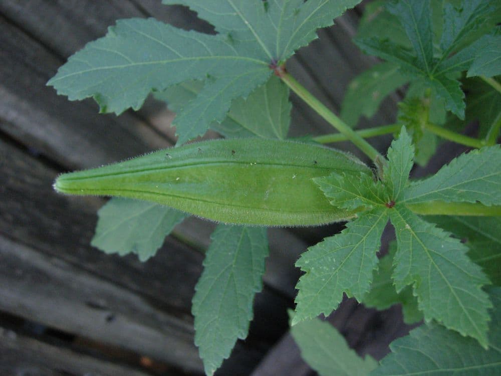 Okra 19