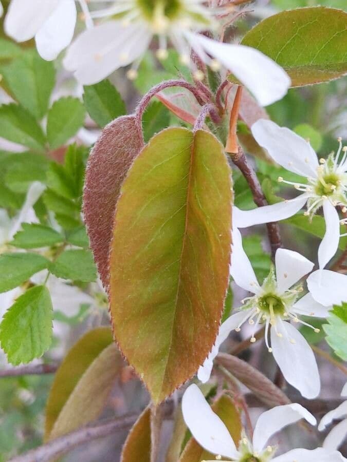juneberry 16