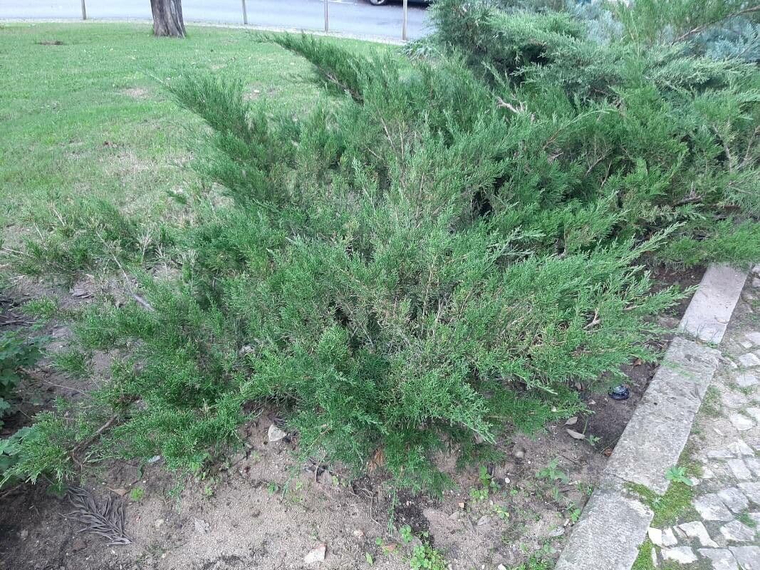 Mexican Cypress 11