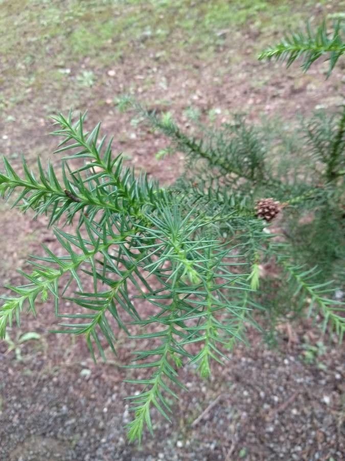 Japanese red-cedar 3