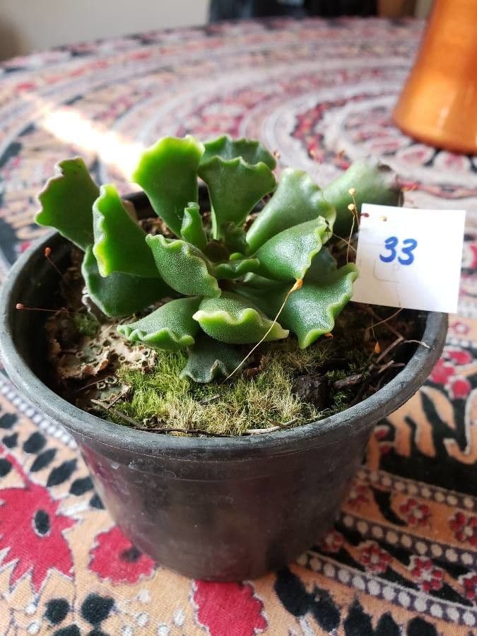 Crassula 15