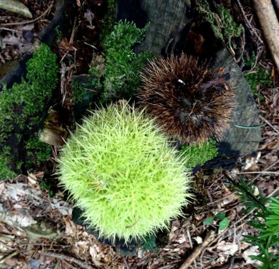 European chestnut