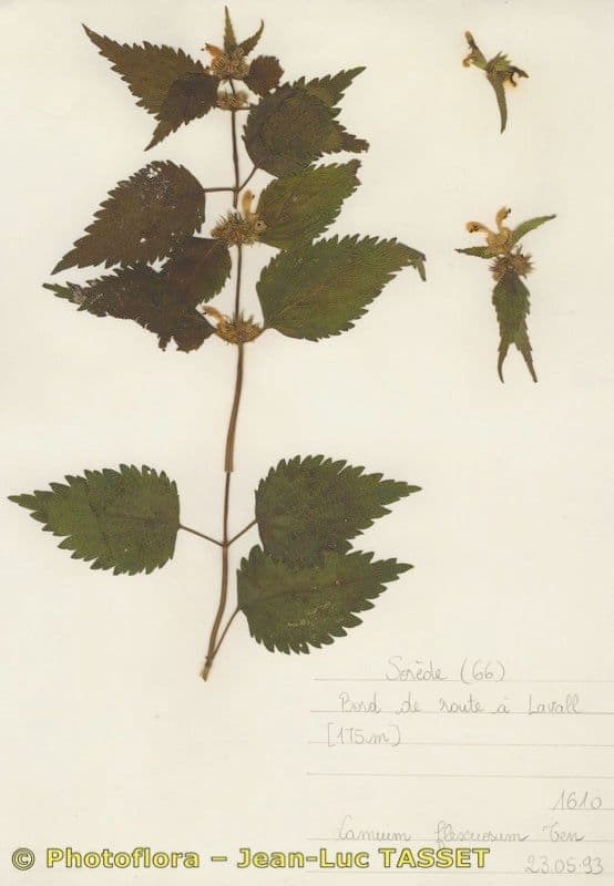 Deadnettle 19