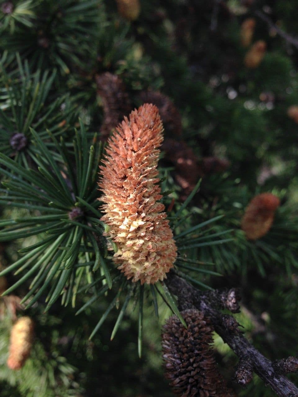 Cedar of lebanon 9