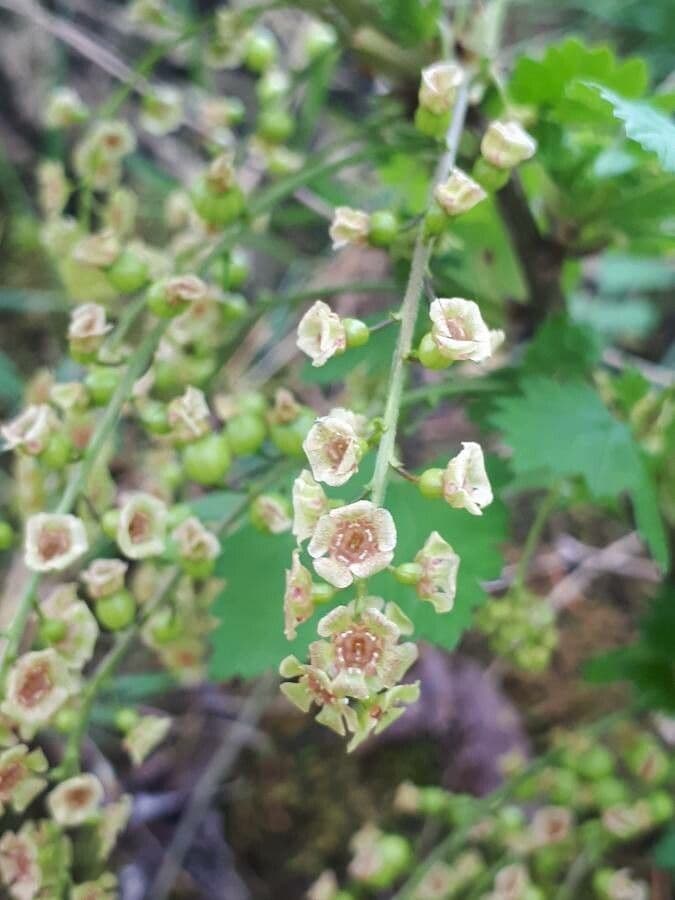 Garden currant 6
