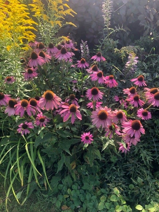 Eastern purple-coneflower 28