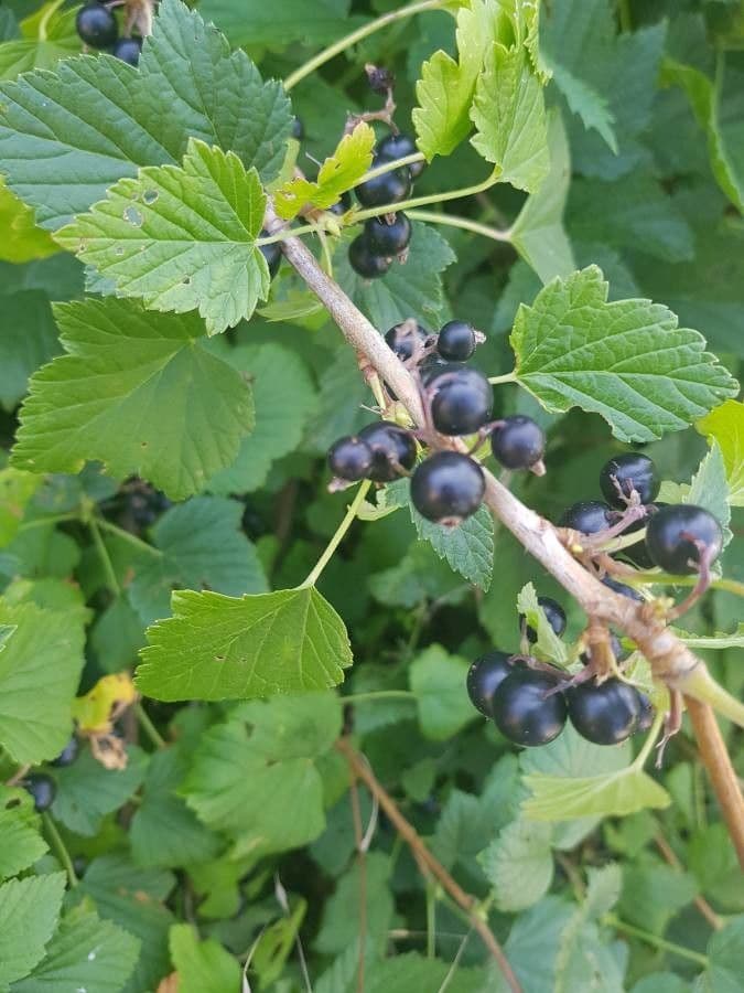 Black currant 3