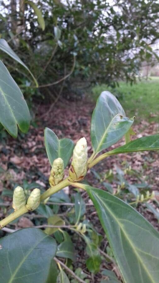 Cherry-laurel 30