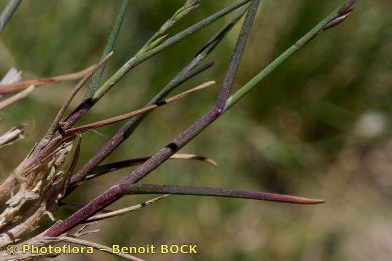 Glaucous Meadow-grass 4